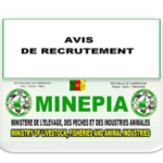 MINEPIA Cameroun : Test de Recrutement de 280 jeunes au métier de Maître Pêcheur (MP4)